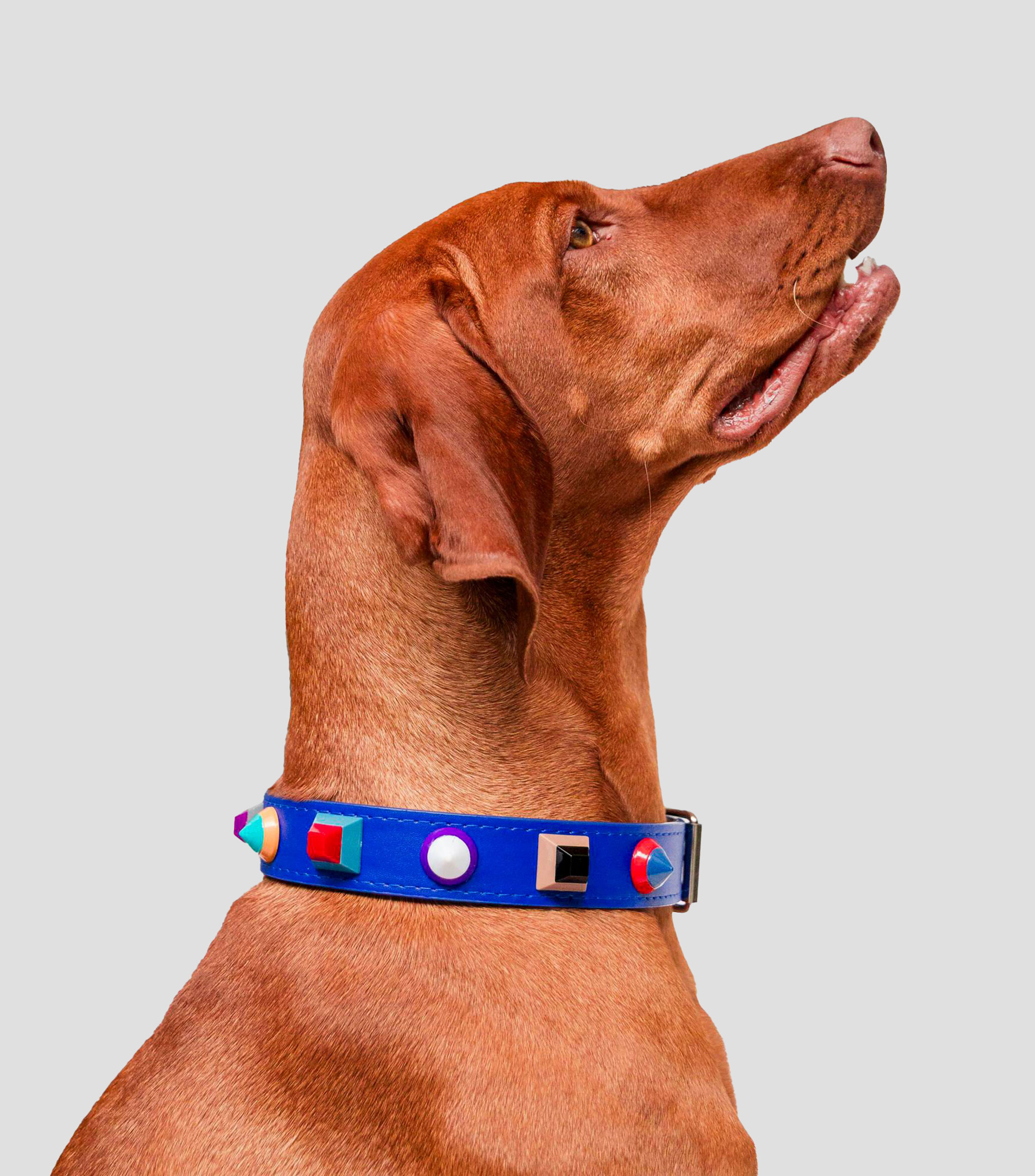 Collar para perro L Rainbow